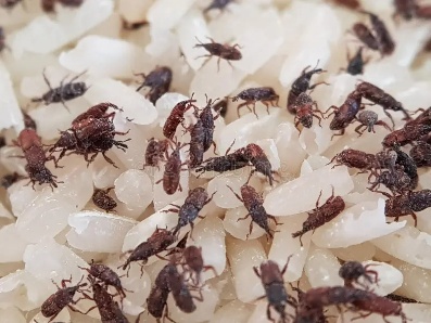 Immagine illustrativa: Insetti delle derrate alimentari