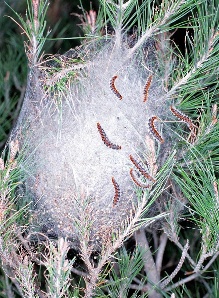 Immagine illustrativa: Processionaria del pino