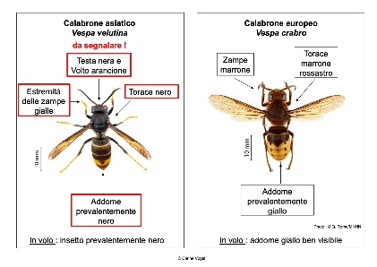 Immagine illustrativa: Vespe