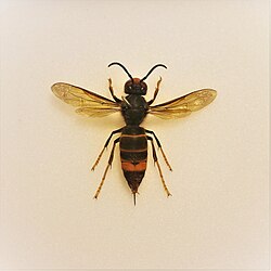 Immagine illustrativa: Vespe